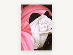 Cream Rose Pink Folds, floral canvas wall art print, front view