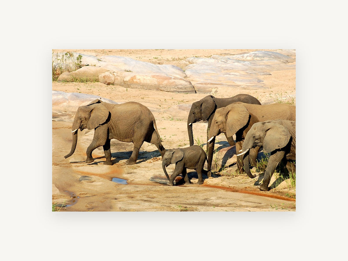 Elephant Family Crossing, african elephant family photograph, animal canvas wall art print, front view