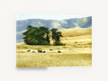 Cattle Rest Golden Hills, black cattle golden pasture landscape, landscape canvas wall art print ready to hang