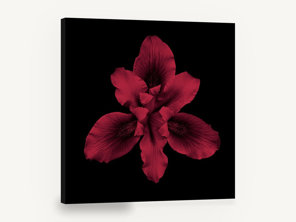 Crimson Iris Bloom, red iris flower on black photograph, floral canvas wall art print ready to hang