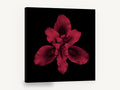 Crimson Iris Bloom, red iris flower on black photograph, floral canvas wall art print ready to hang