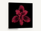 Crimson Iris Bloom, red iris flower on black photograph, floral canvas wall art print ready to hang