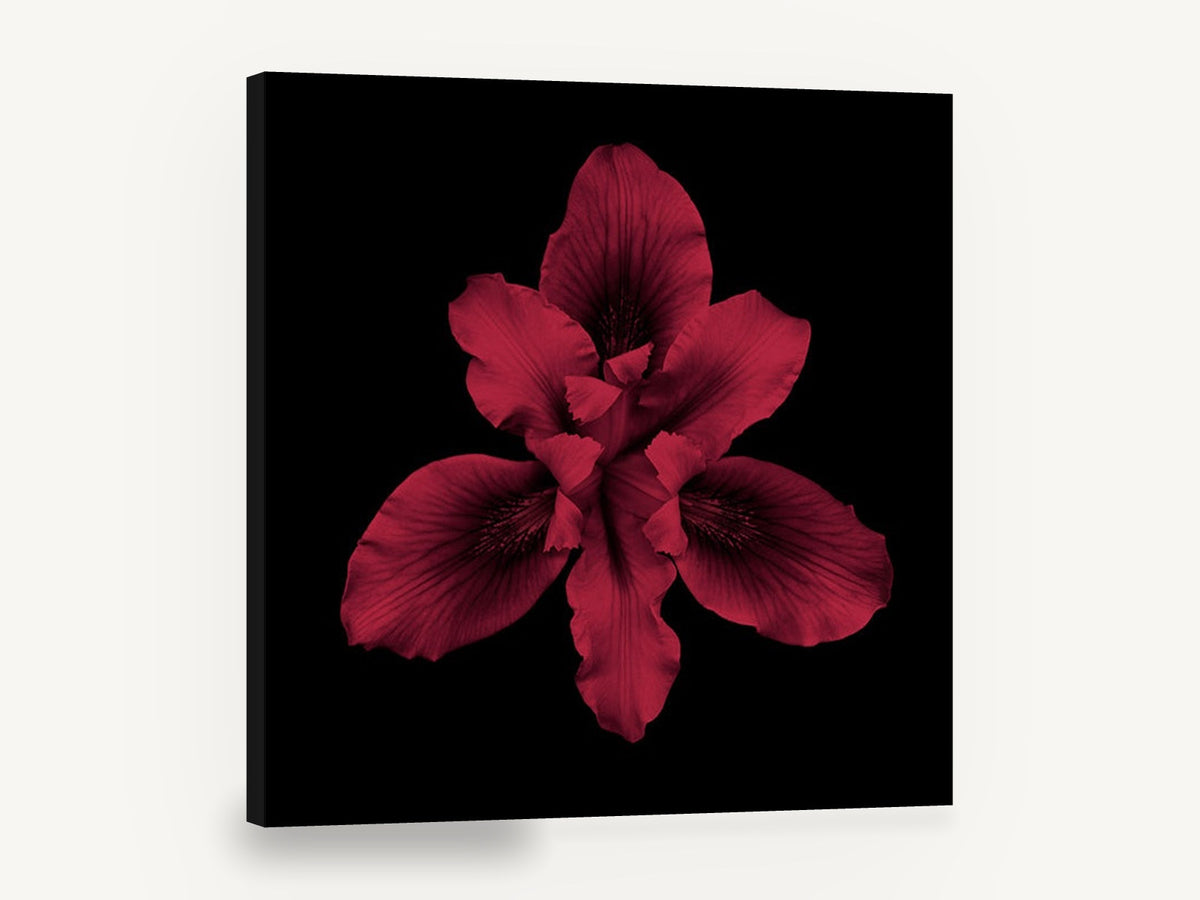 Crimson Iris Bloom, red iris flower on black photograph, floral canvas wall art print ready to hang