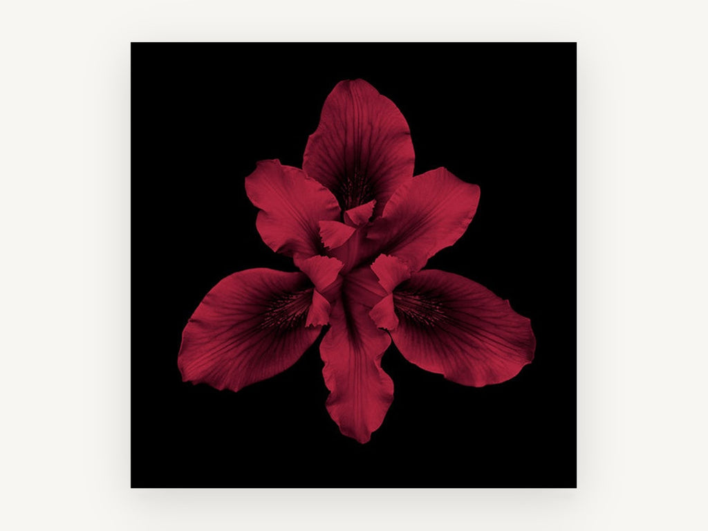 Crimson Iris Bloom, floral canvas wall art print, front view