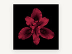 Crimson Iris Bloom, floral canvas wall art print, front view