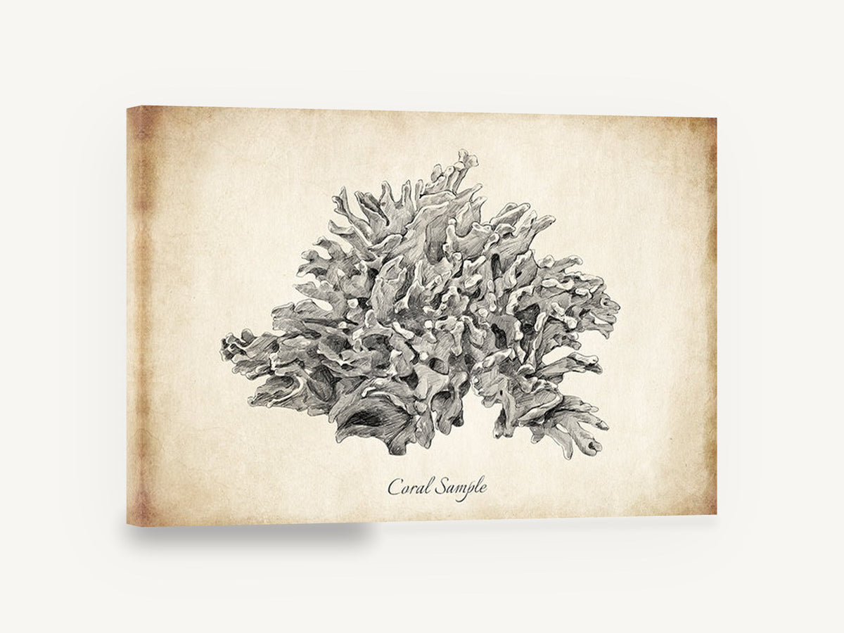 Sepia Coral Study, vintage coral sketch illustration, coastal canvas wall art print ready to hang