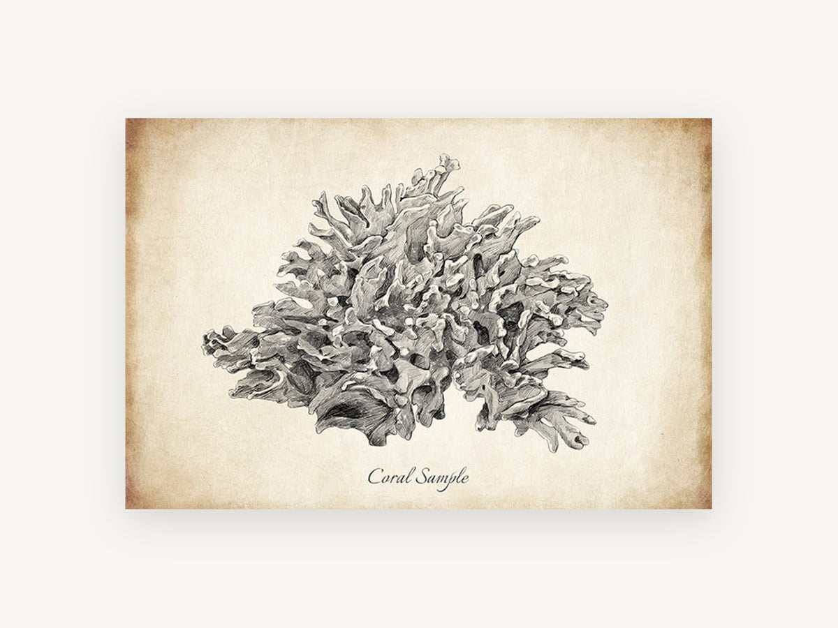 Sepia Coral Study, coastal canvas wall art print, front view