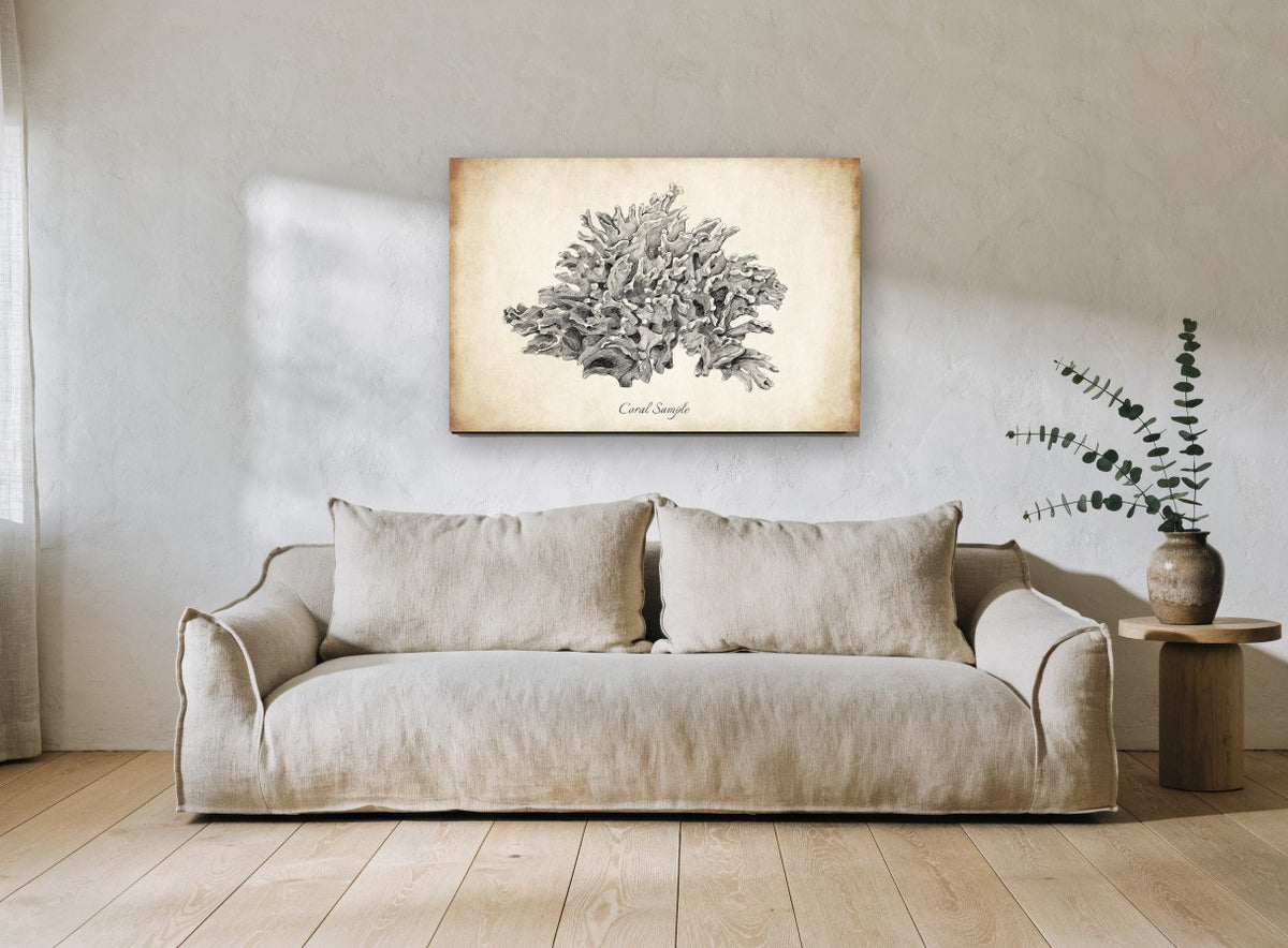 Sepia Coral Study coastal canvas print on the wall of a living room