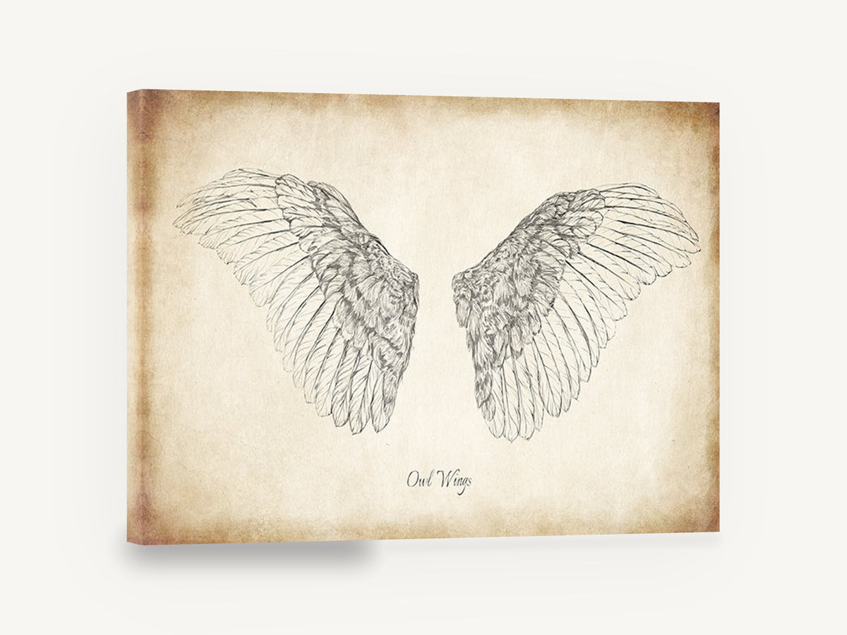 Spread Owl Wings, vintage owl wings pencil illustration, animal canvas wall art print ready to hang