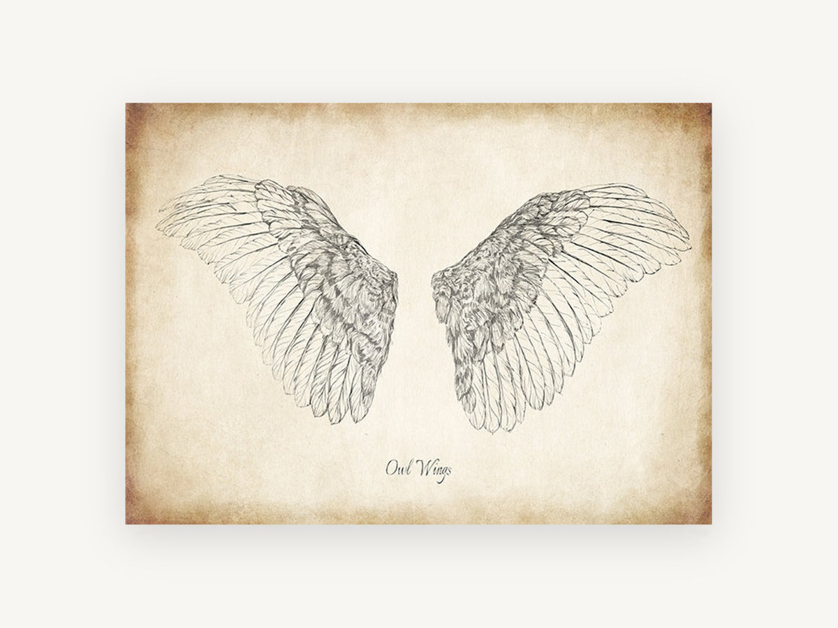 Spread Owl Wings, vintage owl wings pencil illustration, animal canvas wall art print, front view