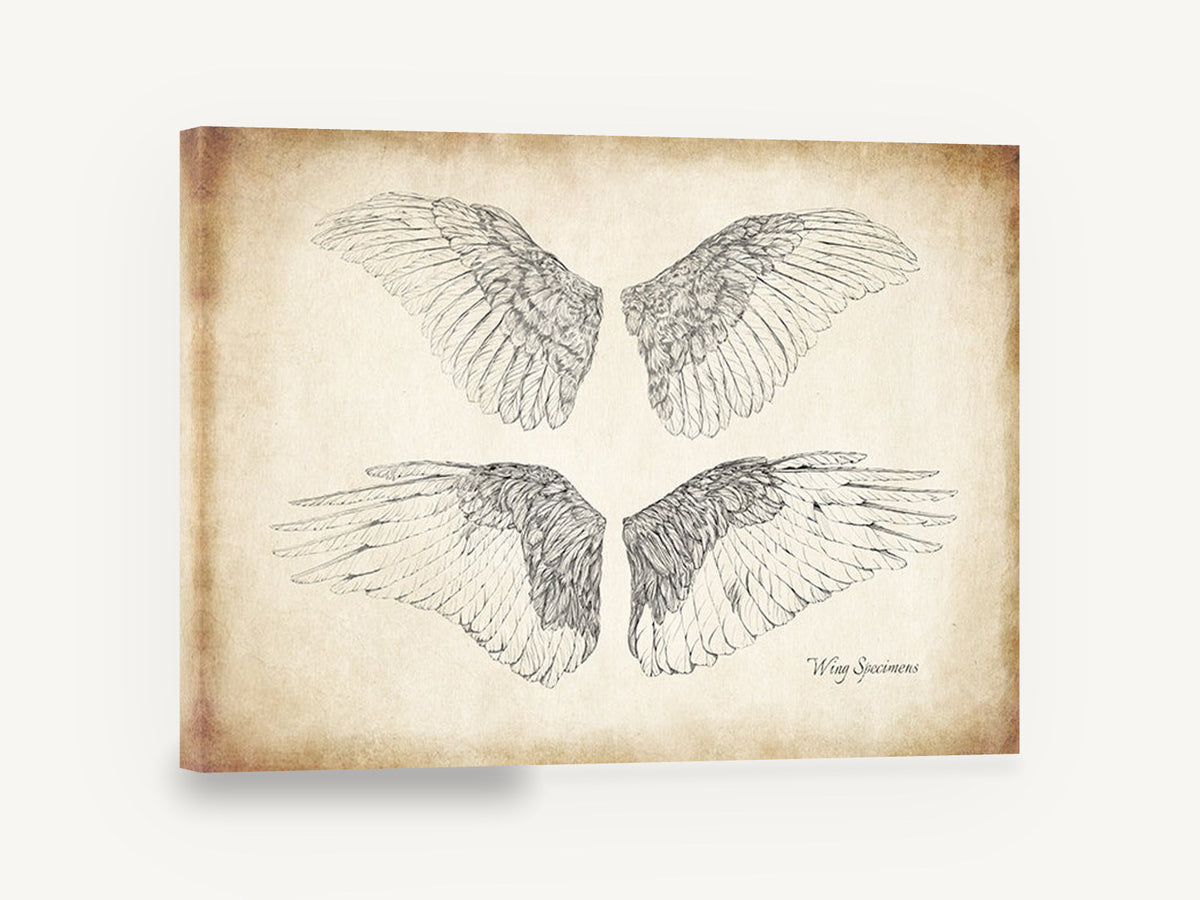 Four Feathered Wings, vintage bird wing illustration, animal canvas wall art print ready to hang