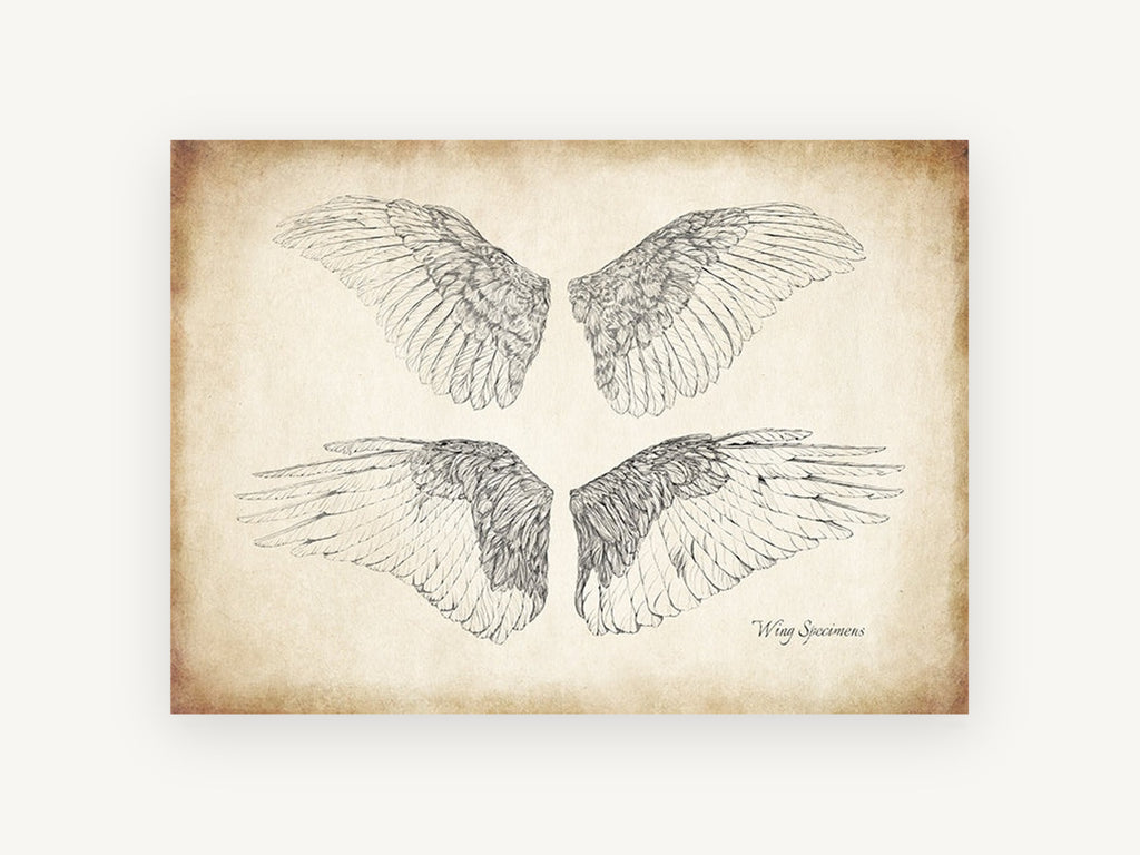 Four Feathered Wings, vintage bird wing illustration, animal canvas wall art print, front view