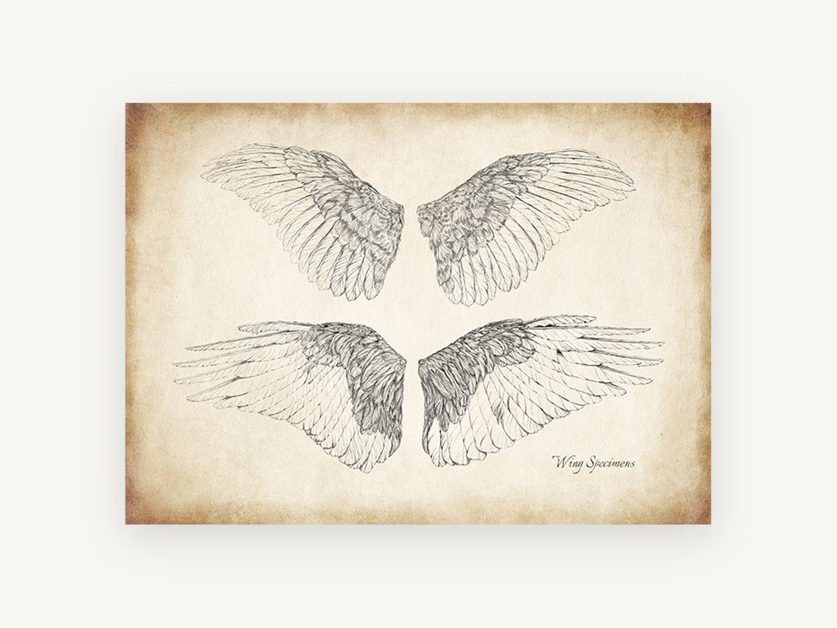 Four Feathered Wings, vintage bird wing illustration, animal canvas wall art print, front view