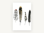 Four Feather Study, feather illustration watercolour ink, animal canvas wall art print, front view