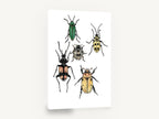 Five Spotted Beetles, vintage beetle illustration study, animal canvas wall art print ready to hang