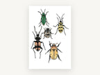 Five Spotted Beetles, vintage beetle illustration study, animal canvas wall art print, front view