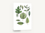Leaf Study Collection, green leaf study botanical illustration, floral canvas wall art print ready to hang