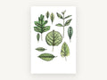 Leaf Study Collection, floral canvas wall art print, front view