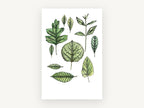 Leaf Study Collection, floral canvas wall art print, front view