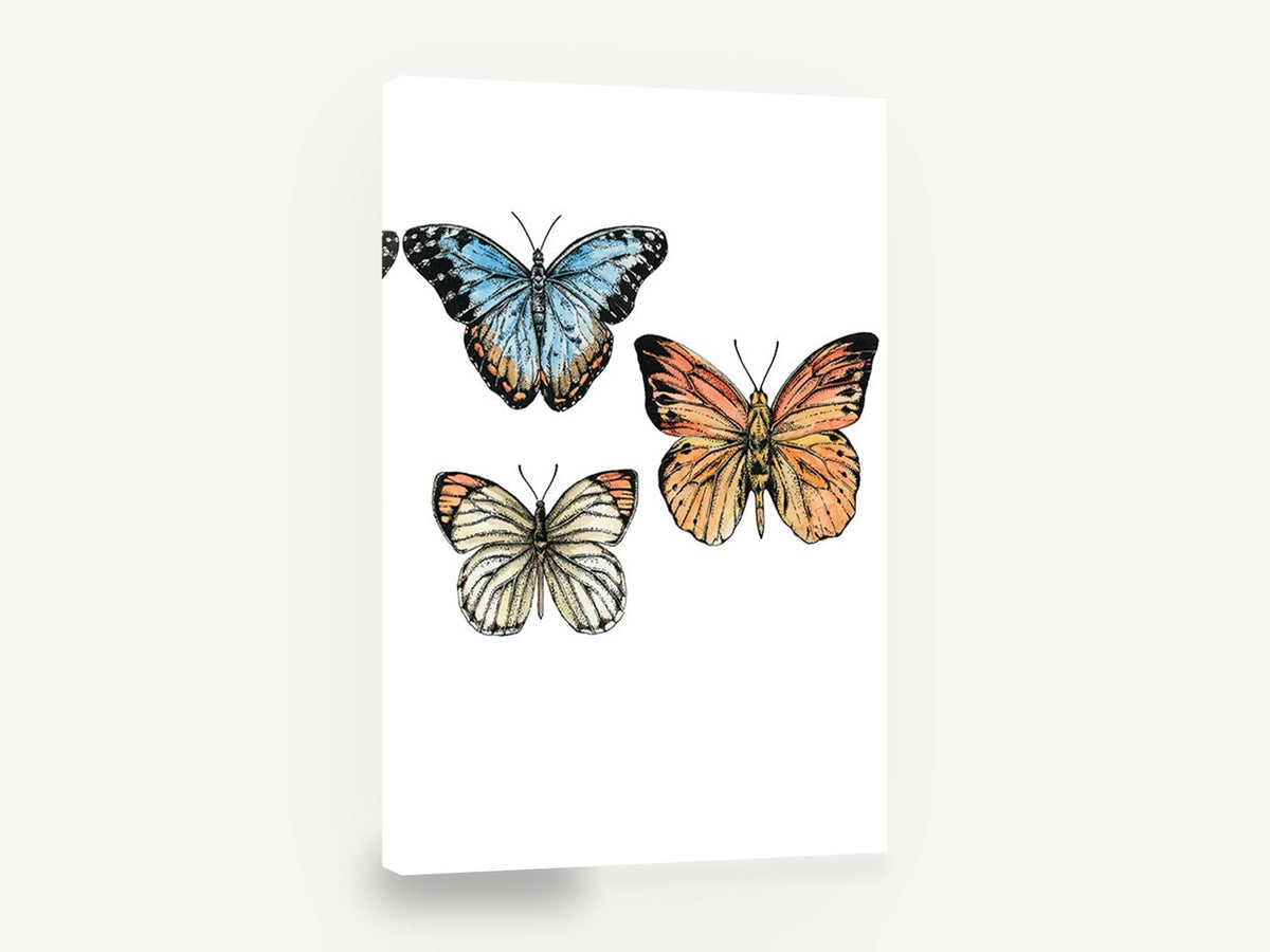 Three Butterfly Study, vintage butterfly ink illustration, animal canvas wall art print ready to hang