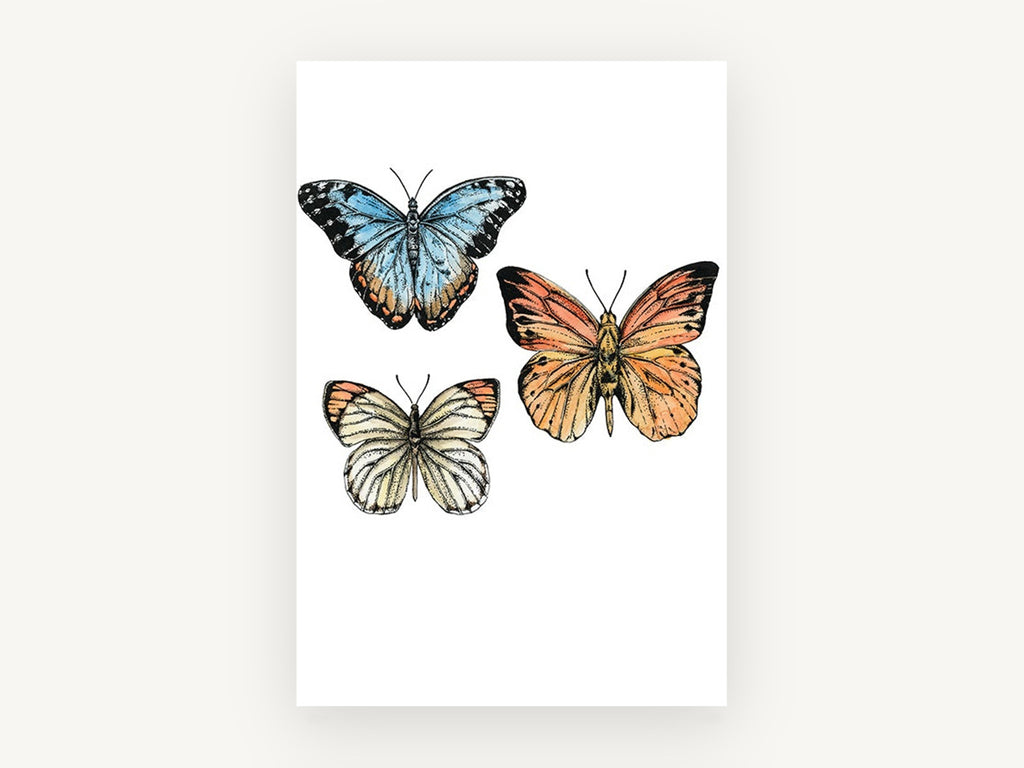Three Butterfly Study, vintage butterfly ink illustration, animal canvas wall art print, front view