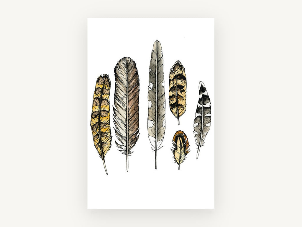 Six Owl Feathers, feather study ink watercolour illustration, animal canvas wall art print, front view