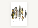 Six Owl Feathers, feather study ink watercolour illustration, animal canvas wall art print, front view