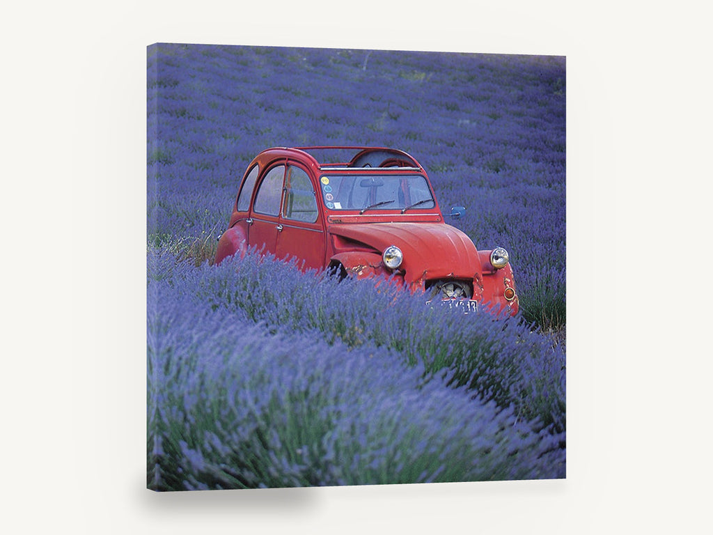 Red Car in Lavender, red vintage car lavender field photograph, floral canvas wall art print ready to hang