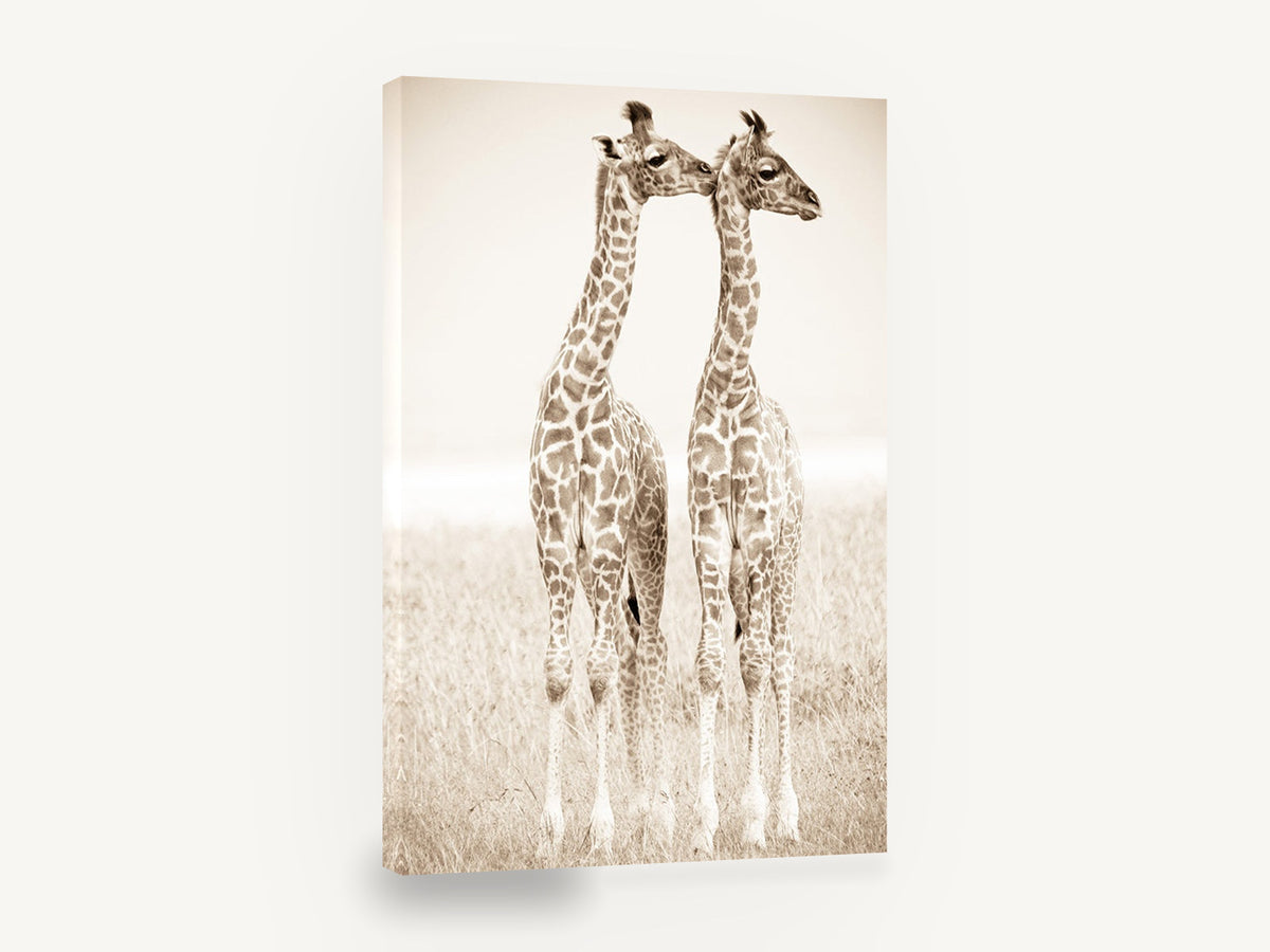 Giraffe Pair in Sepia, young giraffes sepia photograph, animal canvas wall art print ready to hang