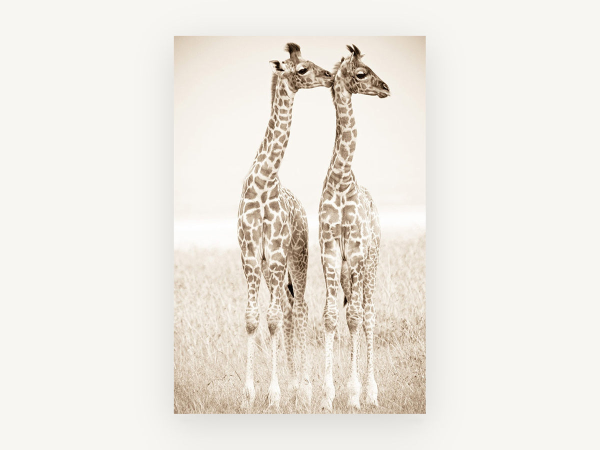 Giraffe Pair in Sepia, young giraffes sepia photograph, animal canvas wall art print, front view