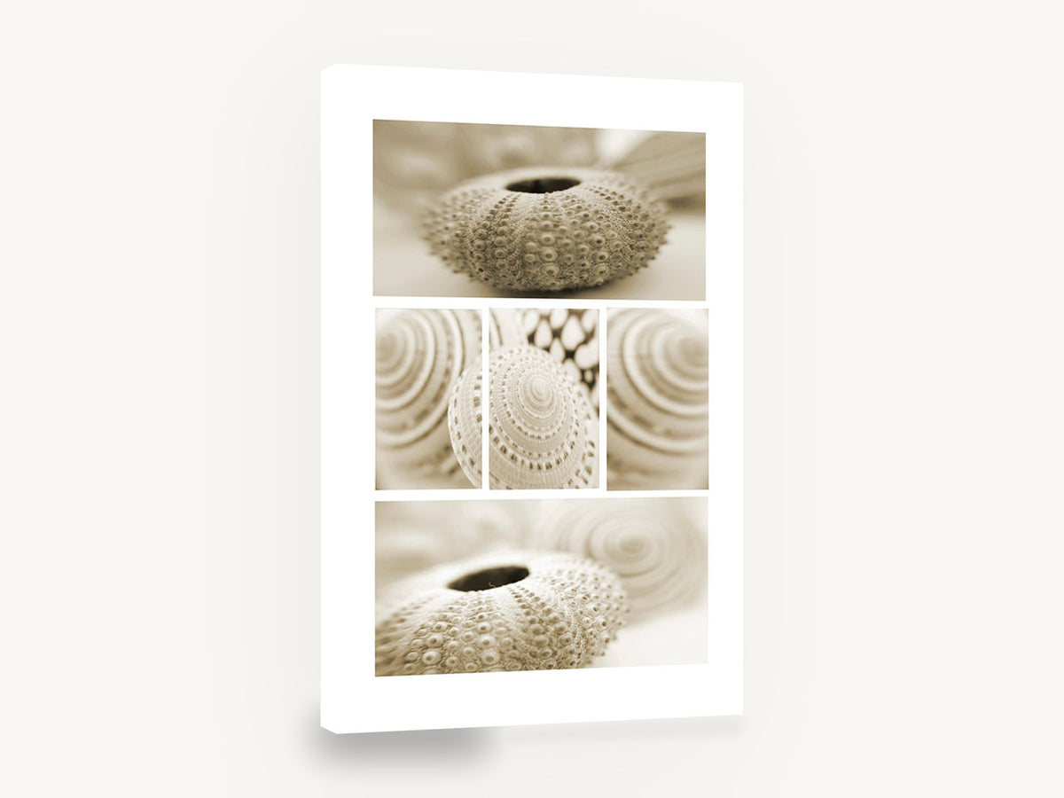 Sepia Shell Collage, sepia sea urchin shell photograph collage, coastal canvas wall art print ready to hang