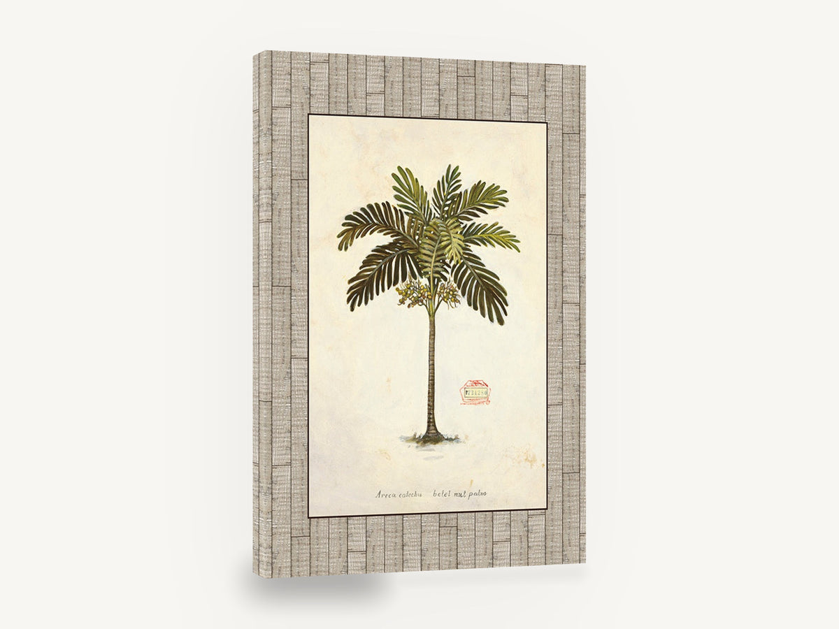 Betel Nut Palm Study, betel nut palm botanical illustration, floral canvas wall art print ready to hang