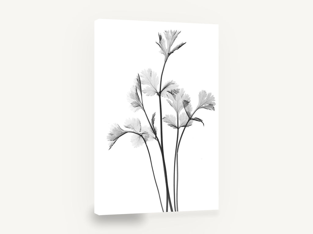 Coriander Leaf Study, coriander leaves black and white botanical, floral canvas wall art print ready to hang