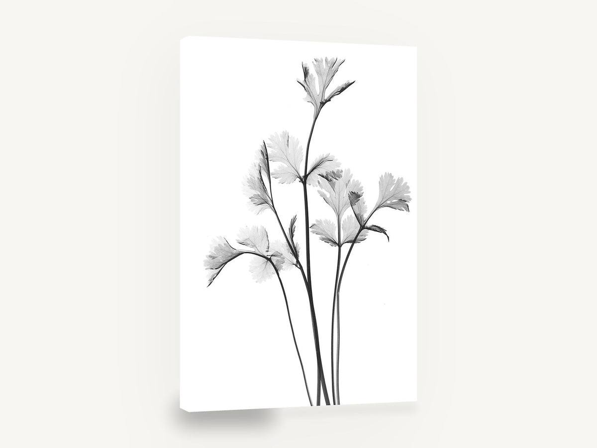 Coriander Leaf Study, coriander leaves black and white botanical, floral canvas wall art print ready to hang
