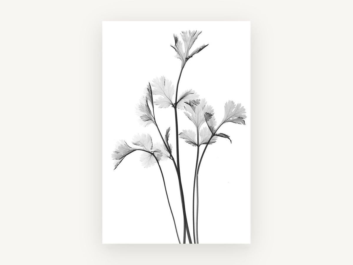 Coriander Leaf Study, floral canvas wall art print, front view