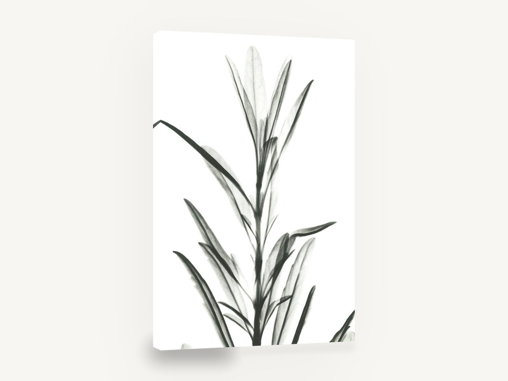 Translucent Leaf Stem, black and white leaf stem x-ray, floral canvas wall art print ready to hang