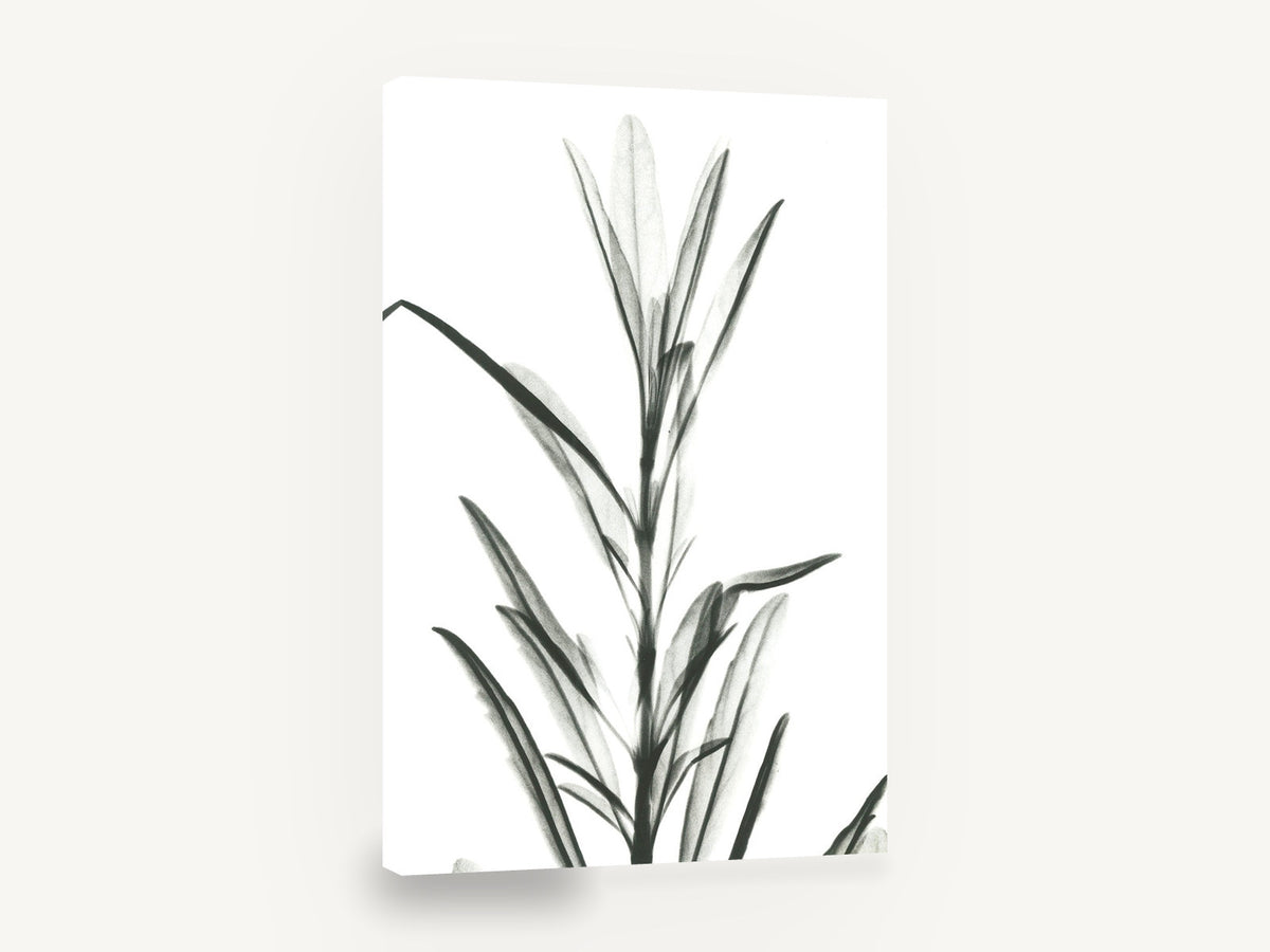 Translucent Leaf Stem, black and white leaf stem x-ray, floral canvas wall art print ready to hang