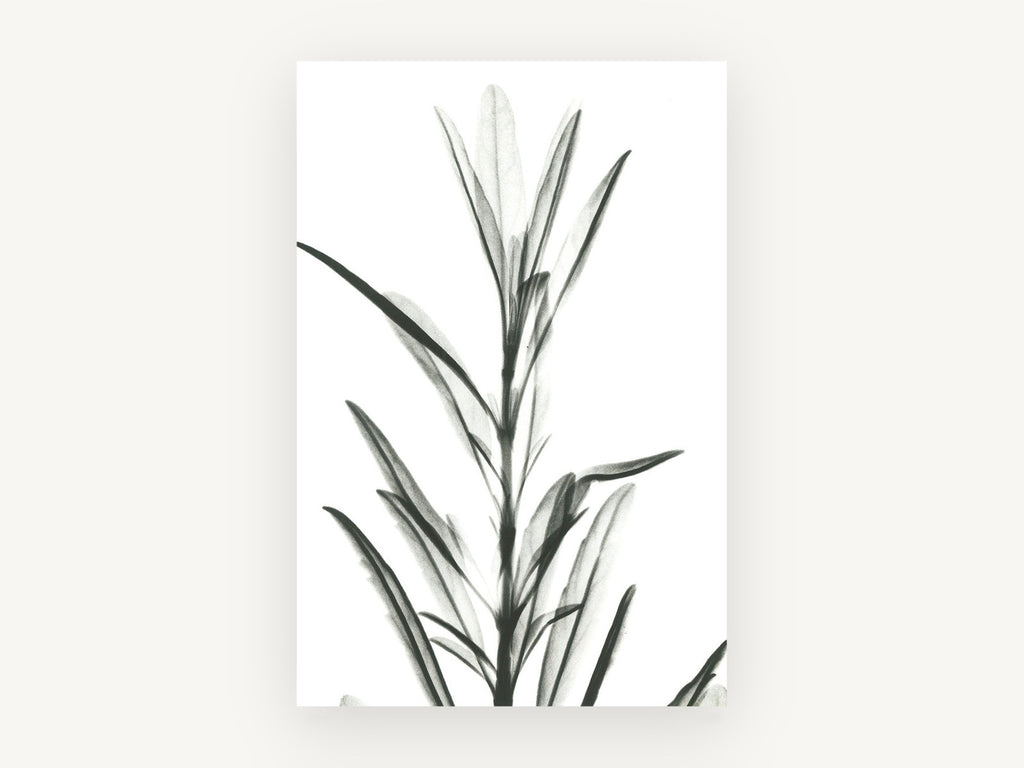 Translucent Leaf Stem, floral canvas wall art print, front view