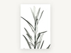 Translucent Leaf Stem, floral canvas wall art print, front view