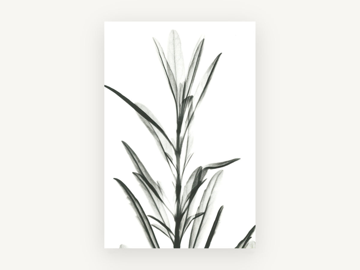 Translucent Leaf Stem, floral canvas wall art print, front view