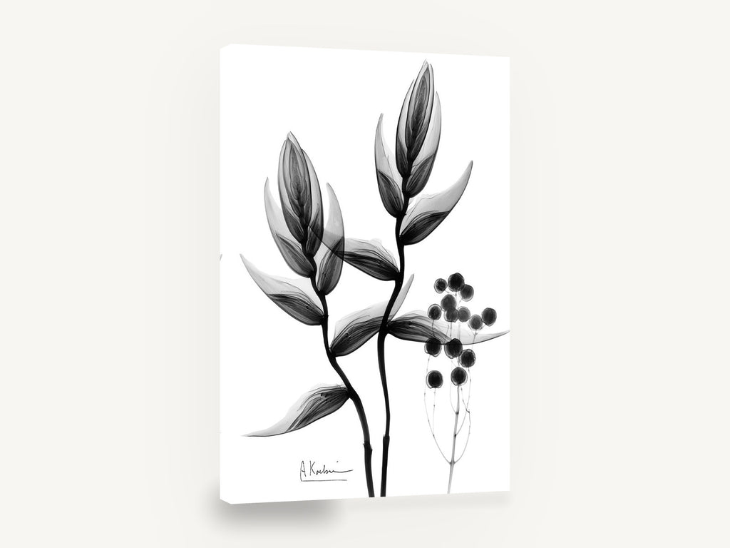 Heliconia X-Ray Study, heliconia x-ray black and white botanical, floral canvas wall art print ready to hang
