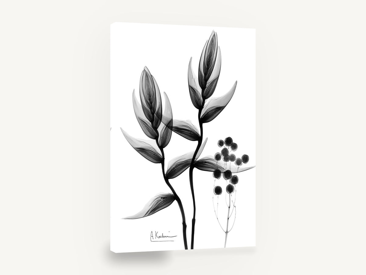 Heliconia X-Ray Study, heliconia x-ray black and white botanical, floral canvas wall art print ready to hang