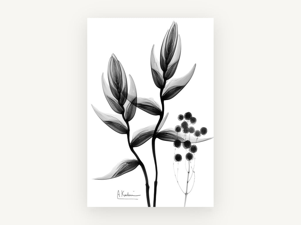 Heliconia X-Ray Study, floral canvas wall art print, front view