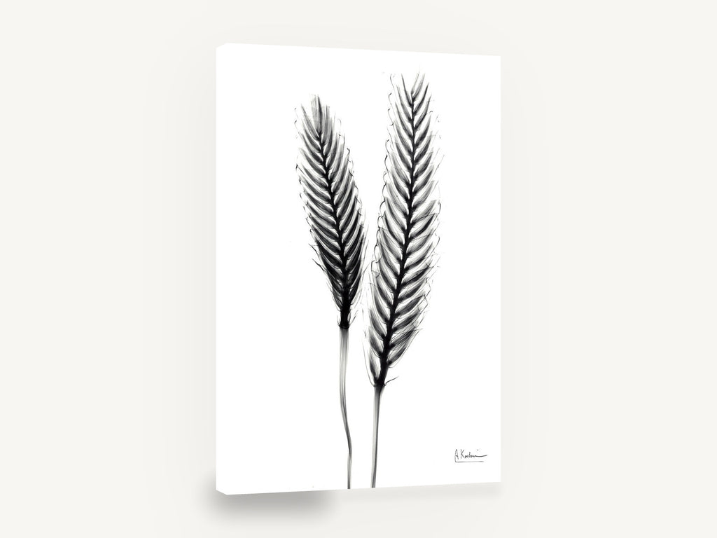 Twin Ears Negative, black and white x-ray plant study, floral canvas wall art print ready to hang
