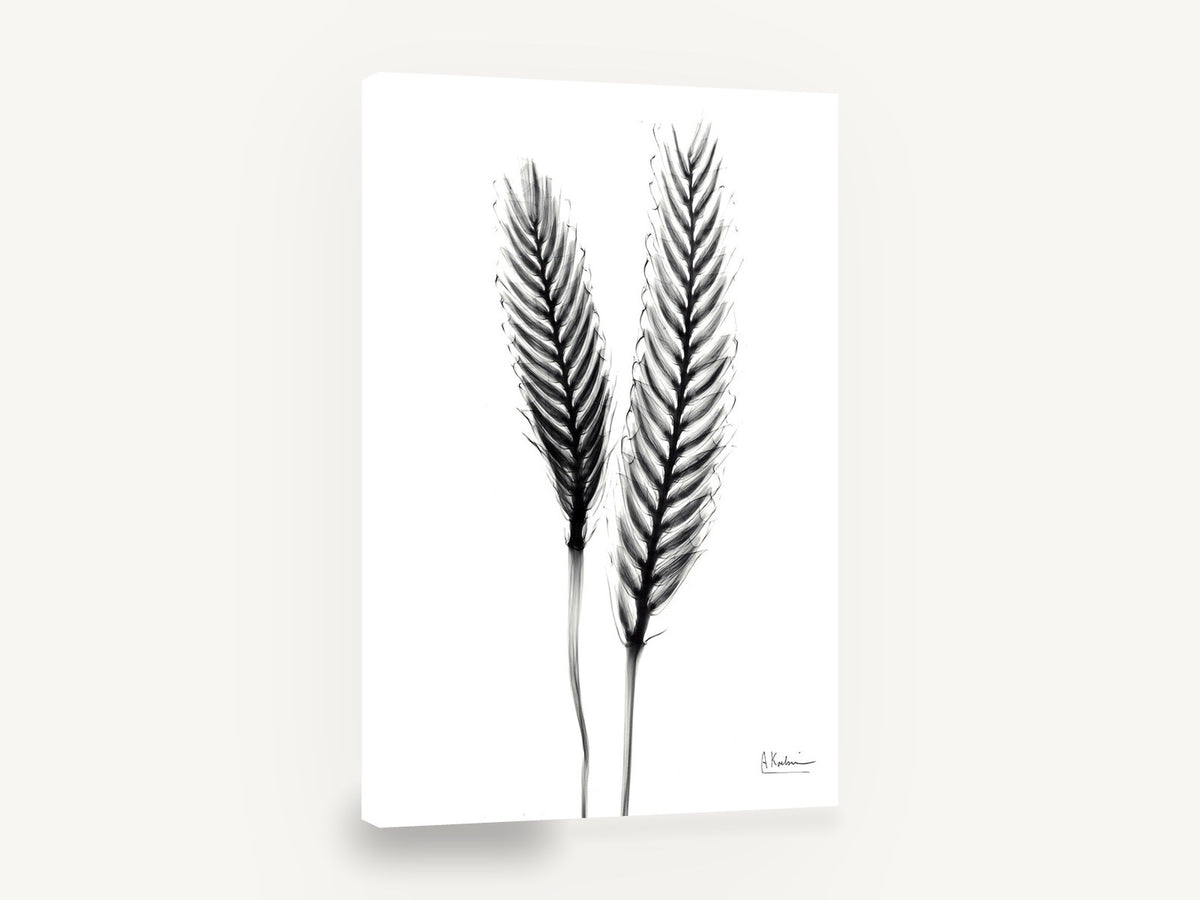 Twin Ears Negative, black and white x-ray plant study, floral canvas wall art print ready to hang