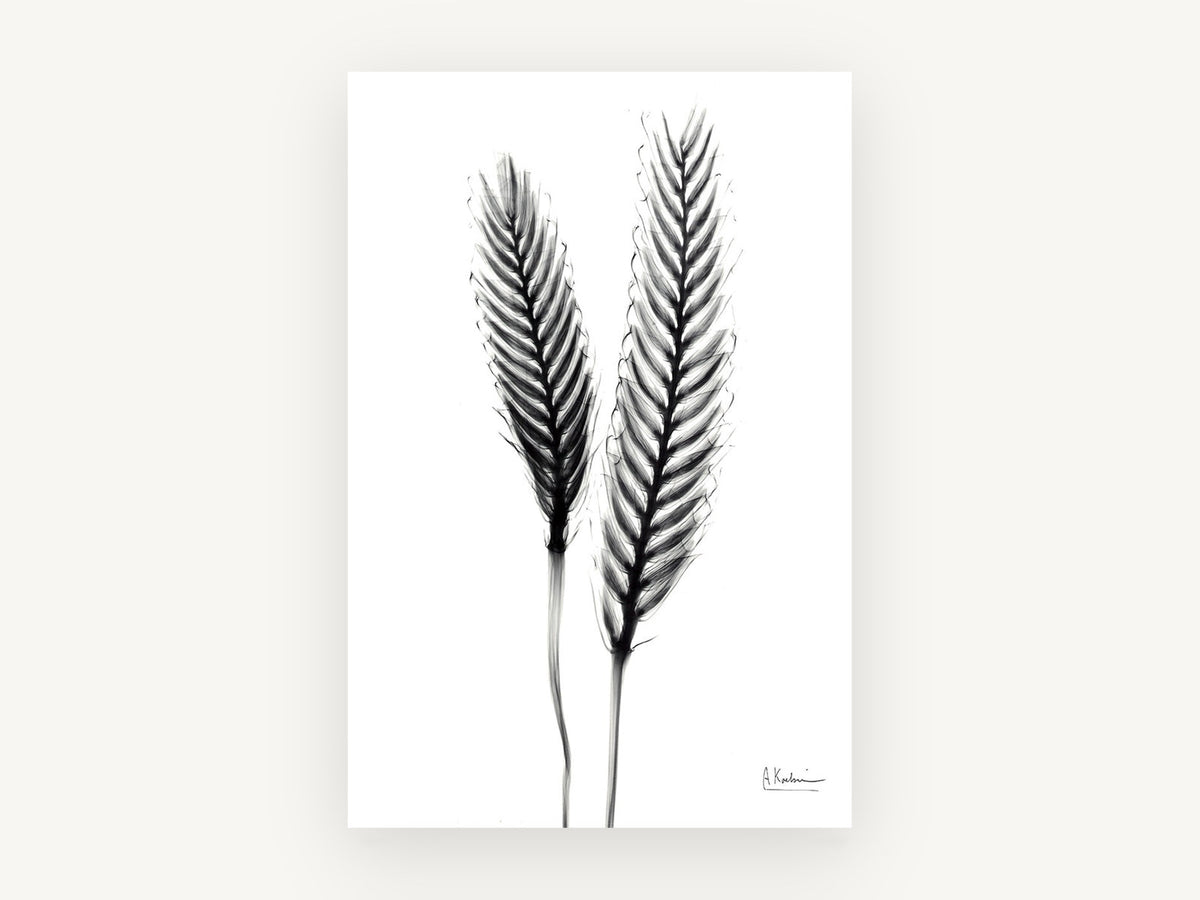 Twin Ears Negative, floral canvas wall art print, front view