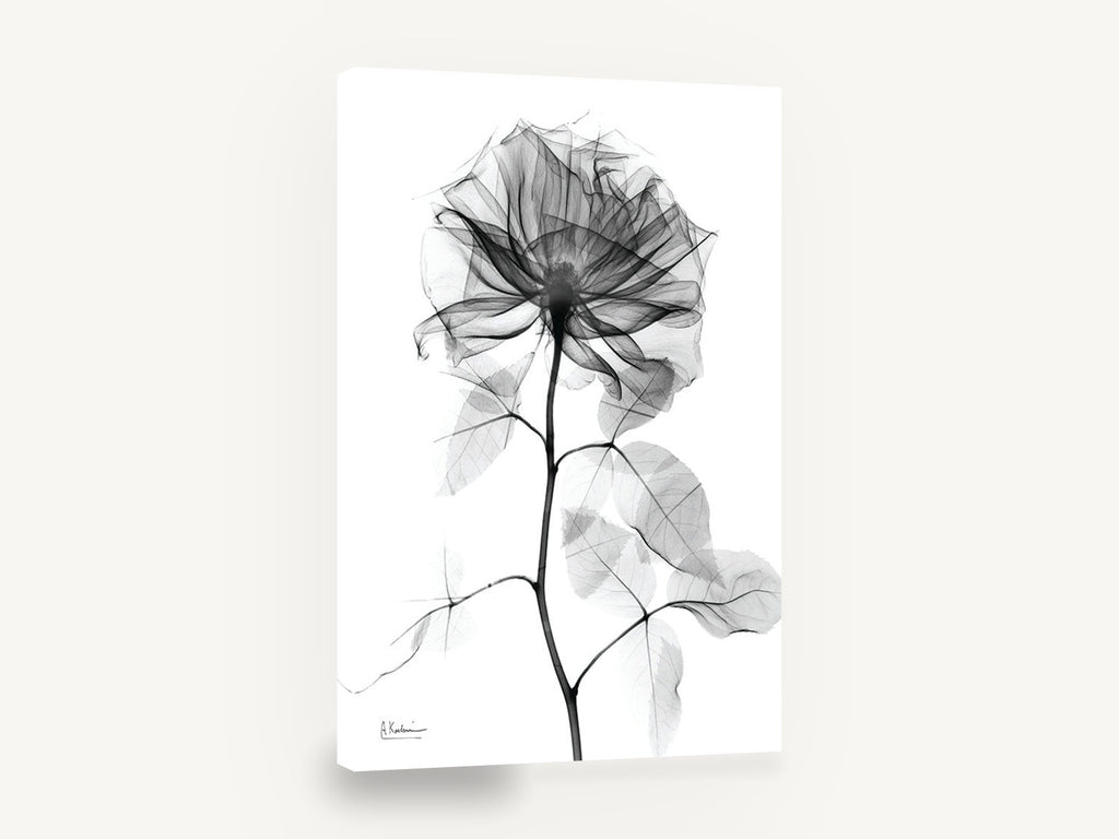 Translucent Rose Study, x-ray rose black and white floral, floral canvas wall art print ready to hang