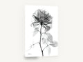 Translucent Rose Study, x-ray rose black and white floral, floral canvas wall art print ready to hang
