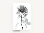 Translucent Rose Study, x-ray rose black and white floral, floral canvas wall art print ready to hang