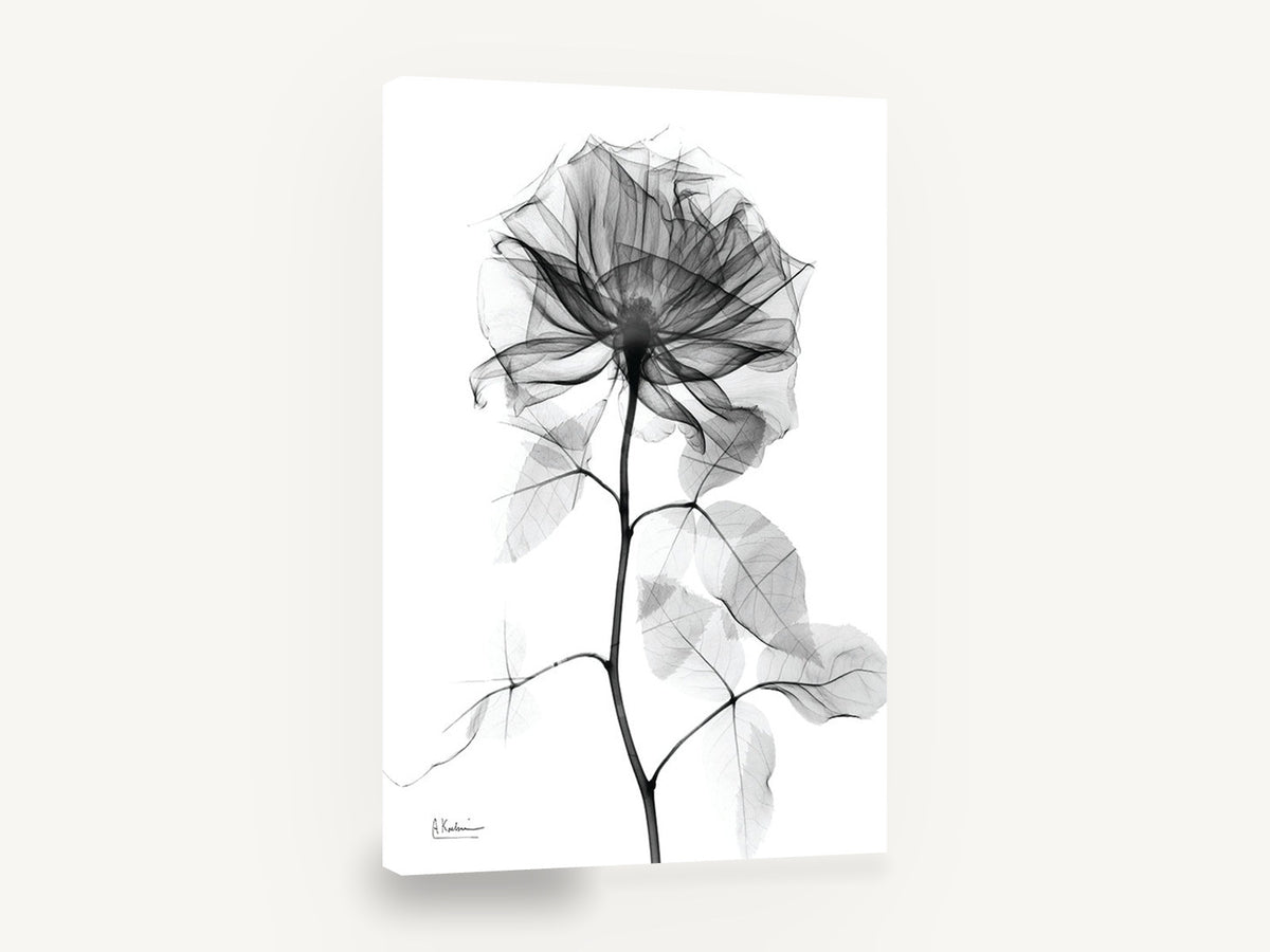 Translucent Rose Study, x-ray rose black and white floral, floral canvas wall art print ready to hang